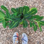 Plant Therapy and Rich History on Uptown Dallas’ Routh Street